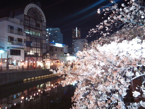 日ノ出町の夜桜