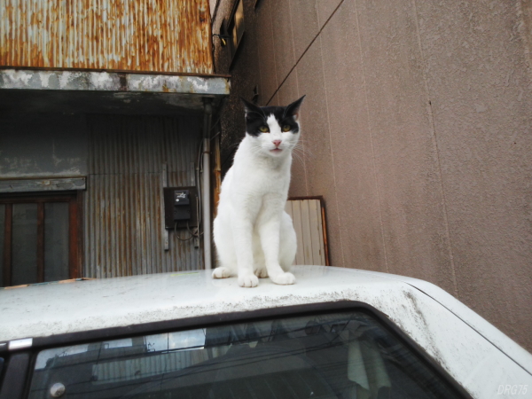福富町の猫