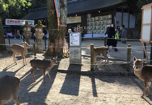 新年の奈良公園