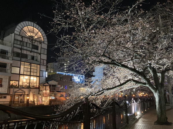 日ノ出町の夜桜