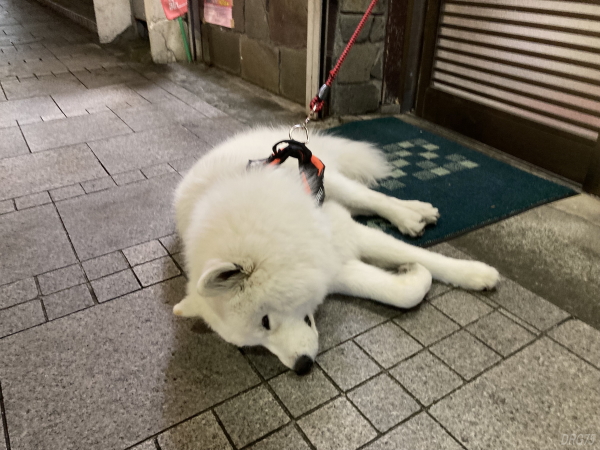 横須賀の一福の犬